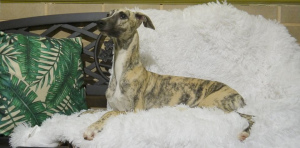 Photo №1. whippet - for sale in the city of Kaliningrad | 566$ | Announcement № 4022