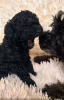 Photo №3. Toy poodle puppy bright black reservation. Ukraine