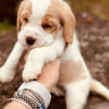 Additional photos: Two beautiful beagle puppies for sale