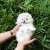 Additional photos: Pomeranian puppies