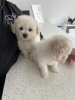 Additional photos: Kc Registered Bichon Frise Pups