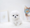 Photo №1. maltese dog - for sale in the city of Munich | 317$ | Announcement № 105062