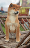 Photo №4. I will sell shiba inu in the city of Gomel. private announcement - price - 1538$