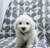 Photo №2 to announcement № 103922 for the sale of bichon frise - buy in Cyprus from the shelter, breeder