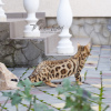 Photo №4. I will sell bengal cat in the city of Москва. private announcement, from nursery, breeder - price - 1005$