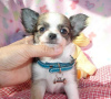 Photo №4. I will sell chihuahua in the city of Paris. breeder - price - 182$