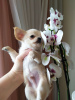 Photo №2 to announcement № 105037 for the sale of chihuahua - buy in Germany breeder