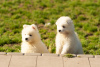 Photo №4. I will sell samoyed dog in the city of Kalisz. breeder - price - 1004$