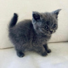 Photo №1. british shorthair - for sale in the city of Miami | 280$ | Announcement № 77890