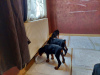 Additional photos: Purebred Doberman puppies for sale 2 months old.