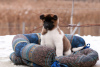 Photo №2 to announcement № 33085 for the sale of american akita - buy in Belarus private announcement, breeder