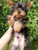 Photo №2 to announcement № 108998 for the sale of beaver yorkshire terrier, yorkshire terrier - buy in Estonia private announcement, from nursery, breeder