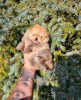 Photo №2 to announcement № 106587 for the sale of pomeranian - buy in Serbia 