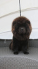 Additional photos: Black Chow Chow females FCI