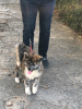 Additional photos: I am selling Japanese Akita puppies