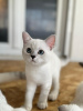 Photo №4. I will sell british shorthair in the city of Belgrade. private announcement - price - negotiated