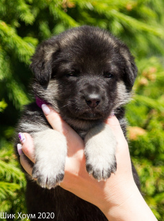 Photo №3. VEO puppies for sale. Russian Federation