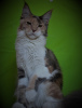Photo №4. I will sell maine coon in the city of Sevastopol. from nursery - price - 192$