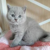 Photo №2 to announcement № 108919 for the sale of british shorthair - buy in United States private announcement