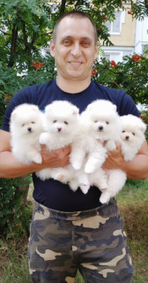 Additional photos: We offer chic puppies Spitz.