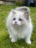 Photo №2 to announcement № 31123 for the sale of ragdoll - buy in Ukraine from nursery