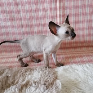 Photo №4. I will sell cornish rex in the city of Москва. private announcement, from nursery, breeder - price - 339$