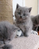 Photo №1. scottish fold - for sale in the city of Довилаи | negotiated | Announcement № 32284