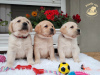 Additional photos: Labrador retriever puppies