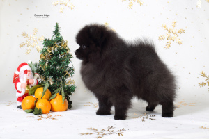 Photo №3. Pomeranian puppies. Russian Federation