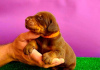 Additional photos: Doberman BEAUTIFUL puppies