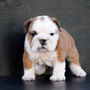 Photo №1. english bulldog - for sale in the city of Samara | negotiated | Announcement № 3703