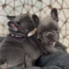 Photo №1. french bulldog - for sale in the city of Mondorf-les-Bains | Is free | Announcement № 124850