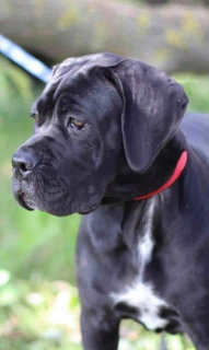 Additional photos: Chic Cane Corso girl for sale