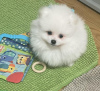 Photo №2 to announcement № 127345 for the sale of pomeranian - buy in Germany private announcement