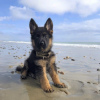 Photo №4. I will sell german shepherd in the city of Texas City. private announcement, breeder - price - 500$