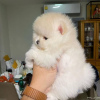 Photo №2 to announcement № 119498 for the sale of pomeranian - buy in Germany private announcement