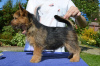 Photo №2 to announcement № 13455 for the sale of norwich terrier - buy in Russian Federation private announcement