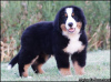 Additional photos: Bernese Mountain Dog puppies