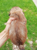 Additional photos: Decorative breed Shorkie in search of a new home.