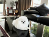 Photo №1. pomeranian - for sale in the city of Berlin | 317$ | Announcement № 120922