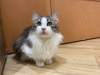 Additional photos: A wonderful young cat, kitten Lisa, is looking for a home and a loving family!