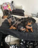 Photo №1. dachshund - for sale in the city of London | negotiated | Announcement № 89044