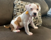 Photo №1. american pit bull terrier - for sale in the city of Chicago | 650$ | Announcement № 50501