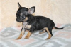 Photo №4. I will sell non-pedigree dogs in the city of Bamberg. private announcement - price - Is free