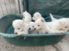 Photo №1. non-pedigree dogs - for sale in the city of Гамбург | 571$ | Announcement № 124017