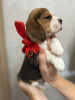 Additional photos: Purebred show class beagle puppies