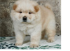 Photo №1. chow chow - for sale in the city of Валлетта | 423$ | Announcement № 58298