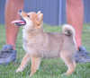 Photo №2 to announcement № 111194 for the sale of shiba inu - buy in Serbia breeder