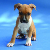 Photo №4. I will sell american staffordshire terrier in the city of Belgrade. private announcement - price - negotiated
