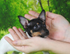 Photo №1. toy fox terrier - for sale in the city of Naberezhnye Chelny | negotiated | Announcement № 8282